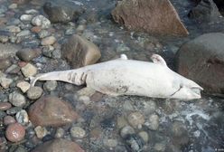 Bałtyk umiera. Ekolodzy alarmują