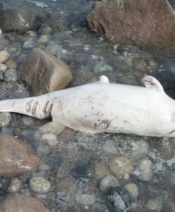 Bałtyk umiera. Ekolodzy alarmują