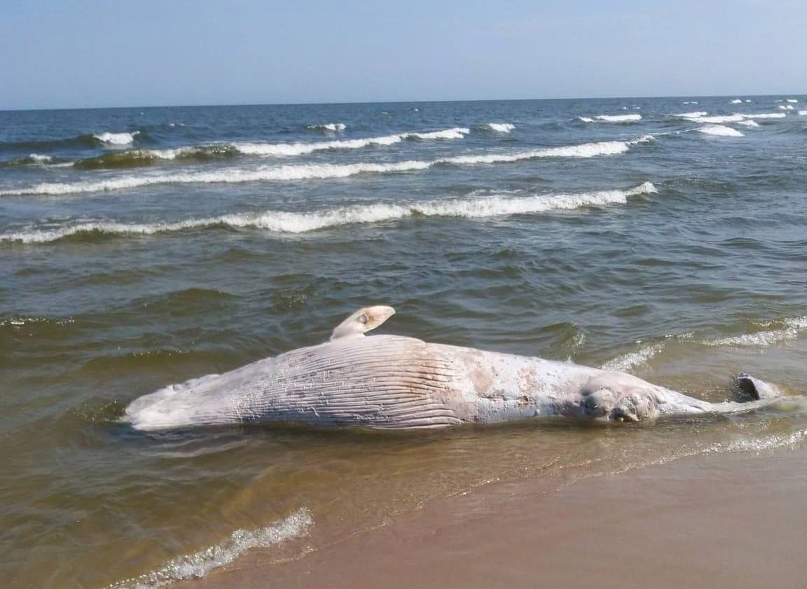 Bałtyk wyrzucił na brzeg wieloryba. Nowe fakty