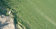Sinice znów atakują. "Wygoniły z wody plażowiczów"