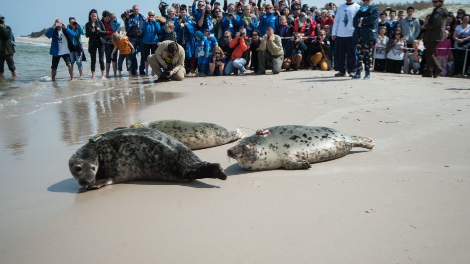 Turyści zapowiadają bojkot smażalni. W obronie fok, na które zawzięli się rybacy