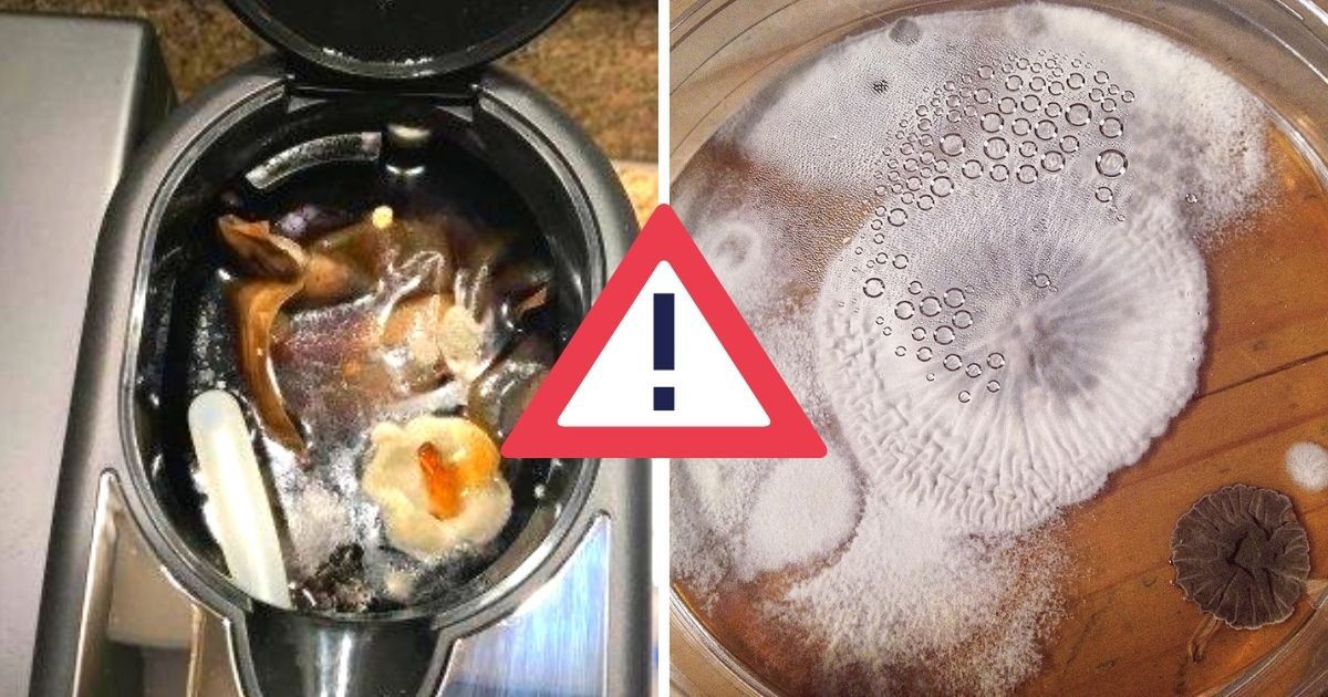 9 Places in the Kitchen We Forget to Clean. This Is Where Hazardous Mold Lurks…