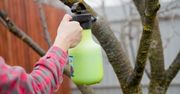 Przyjrzyj się swoim drzewkom i krzewom owocowym. Mogą potrzebować tego oprysku