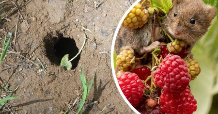 Poranną kawę rozlej w ogrodzie. Tak pozbędziesz się niechcianego gościa
