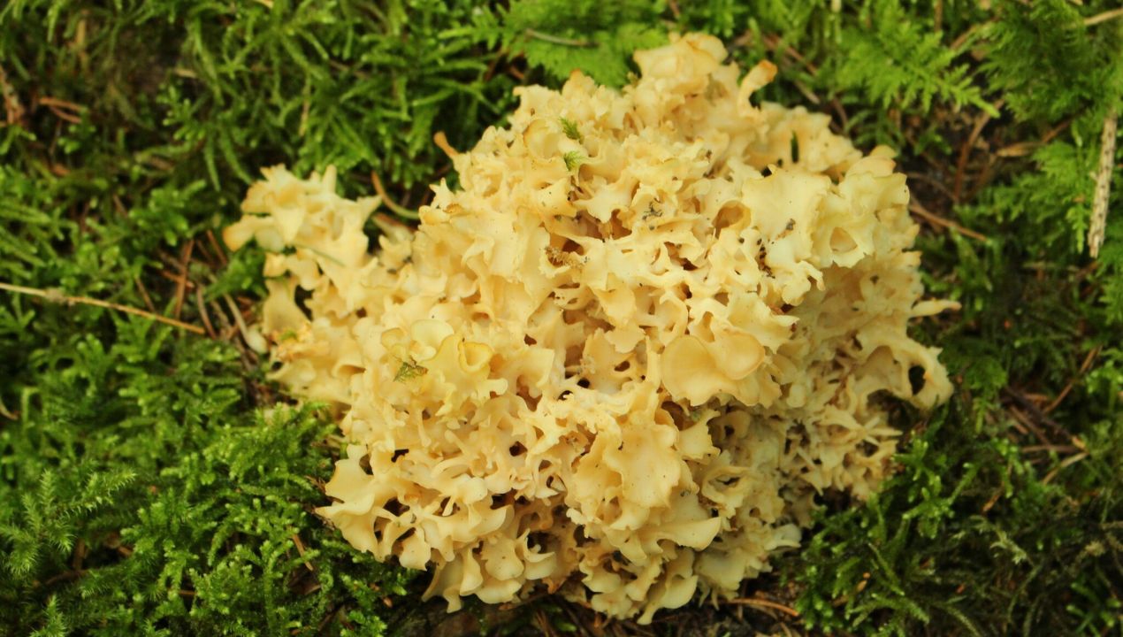 Kozia broda to mało znany, ale uznawany za bardzo smaczny grzyb. Fot. Wikimedia Commons