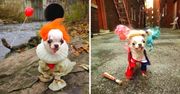 17 zwierzaków, których stroje Halloween przypadną do gustu nawet przeciwnikom tego święta