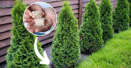 Podlałam tuje i od razu wypuściły mnóstwo gałązek! Ten nawóz kosztował mnie 2 zł