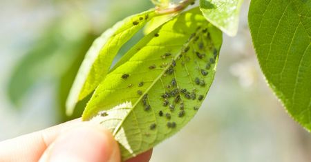 Żadne opryski! 1 rzecz wytępi mszyce. Tak wezwiesz ich naturalnych wrogów
