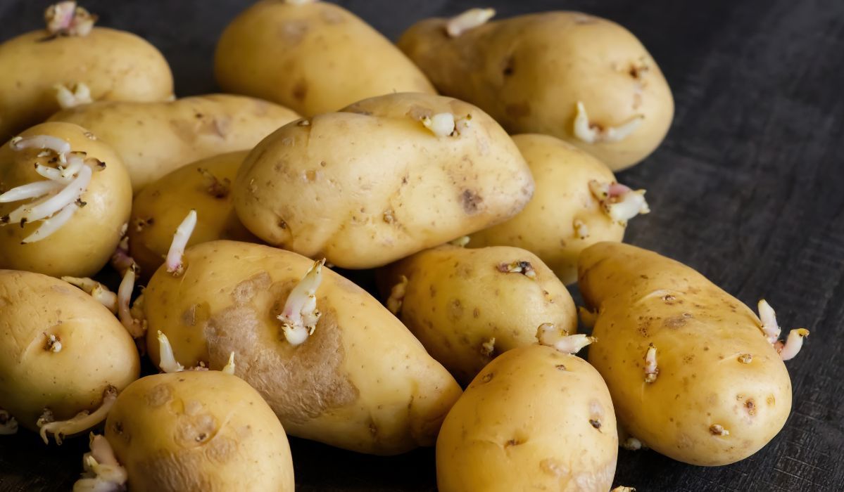 Czy można jeść kiełkujące ziemniaki? Pyszności; Fot. Adobe Stock