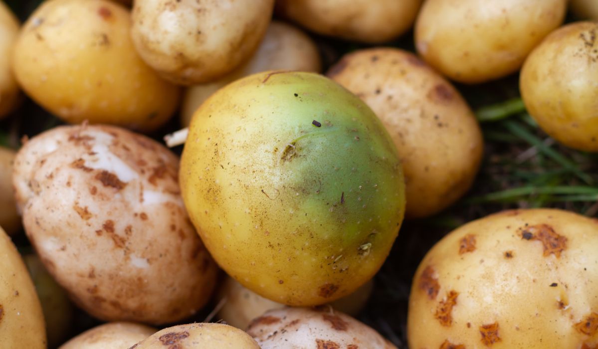 Czy zielone ziemniaki można jeść? - Pyszności; Fot. Adobe Stock