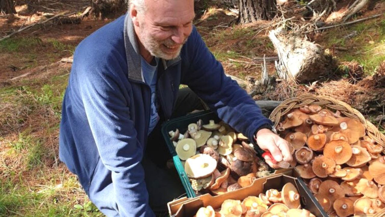 Doświadczeni grzybiarze nie zbierają grzybów z tych miejsc w lesie. Ryzyko jest za duże!