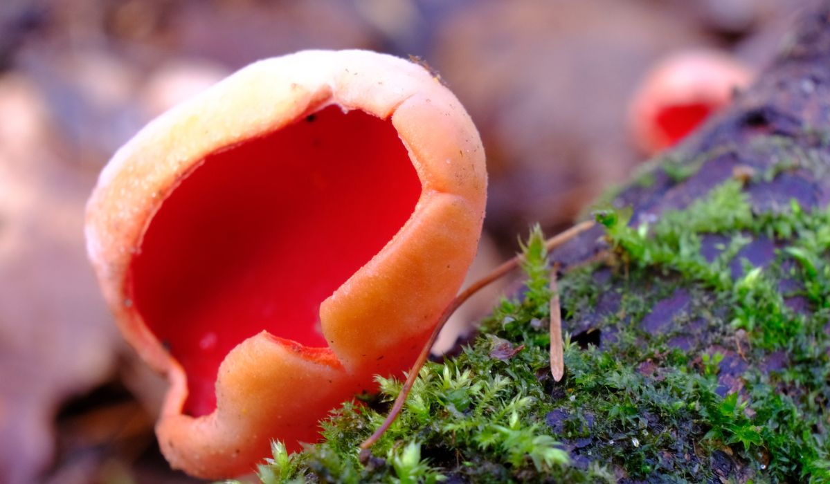Niezwykły grzyb nie tylko pięknie wygląda, ale i świetnie smakuje. Właśnie trwa na niego sezon