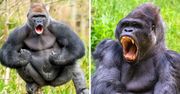Dlaczego goryle uderzają łapami w klatkę piersiową i przypominają filmowego King Konga?