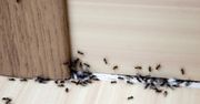 Jak wytępić mrówki w domu? Przepis na domowy oprysk za mniej niż 2 zł