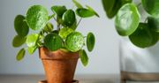 Jeśli pieniążek gubi liście, wystarczy zrobić jedną rzecz. W ciągu paru dni roślina będzie nie do poznania