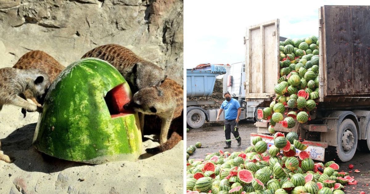 Owoce zamiast do śmieci trafiają do zwierząt. Sadownicy i plantatorzy protestują