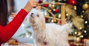 Te ozdoby skutecznie zabezpieczą choinkę przed czworonogiem. Święta spędzisz bez stresu