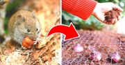 Jak pozbyć się nornic z ogrodu? 7 niezawodnych i naturalnych sposobów