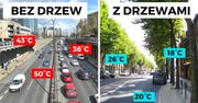 Oto jak drzewa obniżają temperaturę w mieście. Dzięki nim różnica jest ogromna