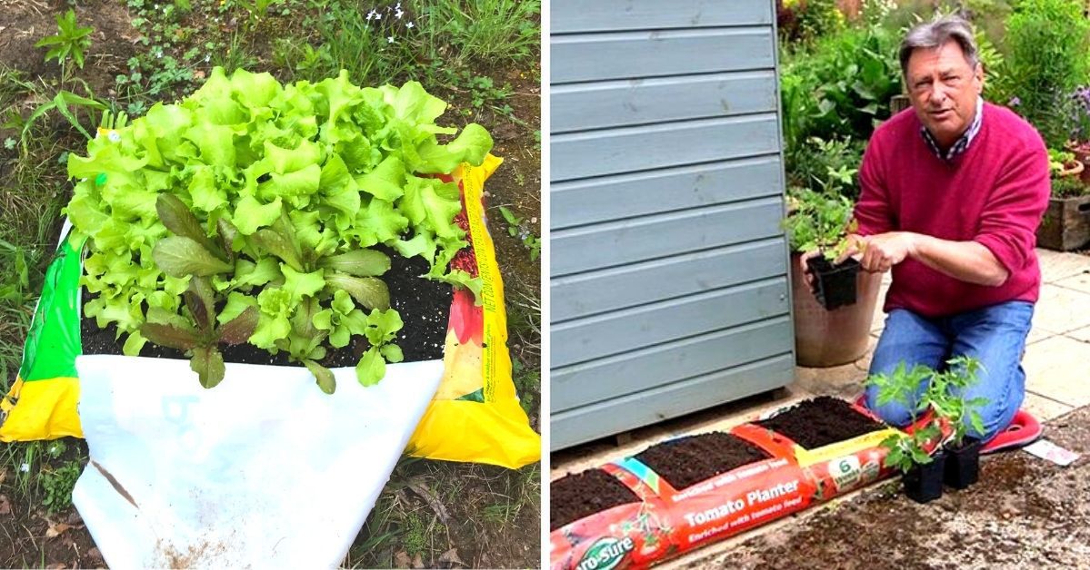 You Don't Need a Big Garden to Grow Vegetables. Sometimes a Bag of Universal Soil Can Do Just as Well!