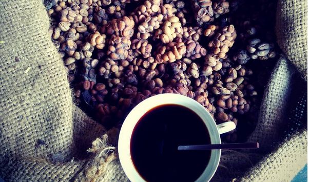 Kopi luwak
