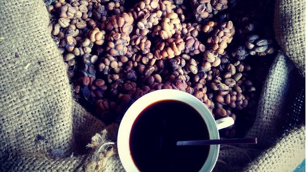 Kopi luwak