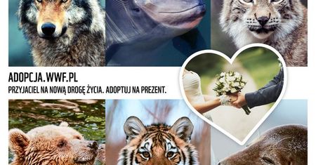 Adopcja zagrożonego gatunku zwierząt prezentem ślubnym