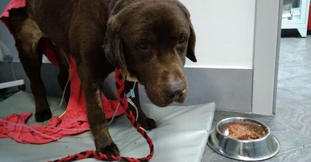 Labrador Lucky znaleziony w lesie pod Zgorzelcem. "Nie miał siły wstać, po prostu leżał"