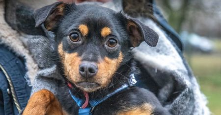 Akcja #AdoptujWarszawiaka w Parku Skaryszewskim. Poznaj psy ze Schroniska na Paluchu