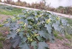 Toksyczna roślina pojawiła się w Warszawie. "Jest śmiertelnie niebezpieczna"