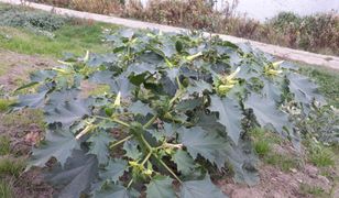 Toksyczna roślina pojawiła się w Warszawie. "Jest śmiertelnie niebezpieczna"