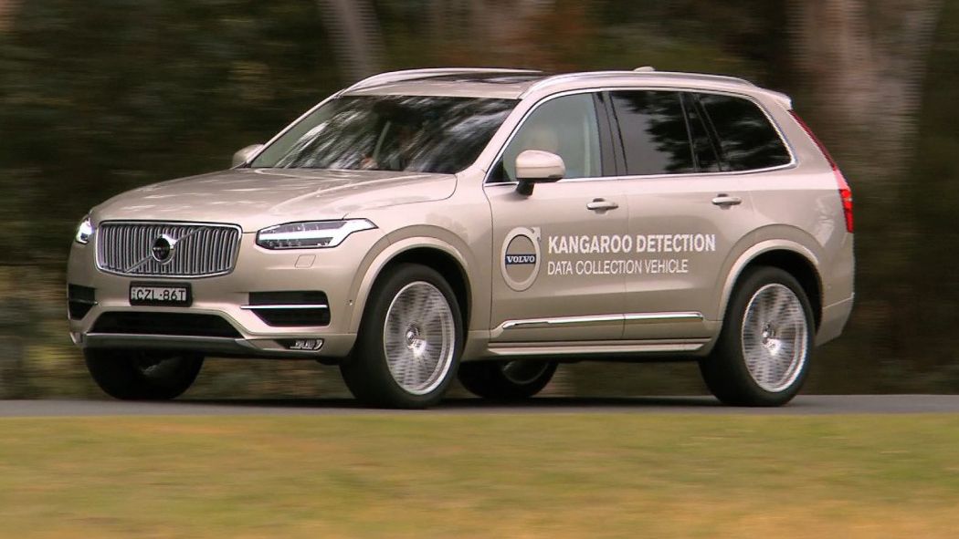 Volvo chce uniknąć zderzeń z kangurami