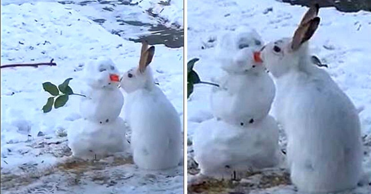 Rabbit Eats Snowman’s Nose! Strange Encounter in Canada