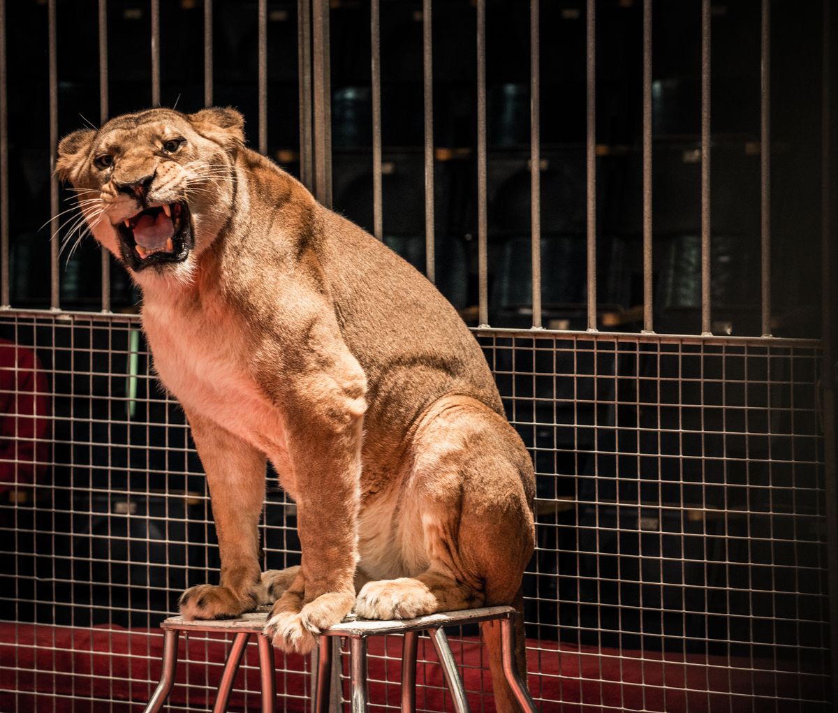 Rosja: lwica zaatakowała 3-latkę podczas przedstawienia cyrkowego