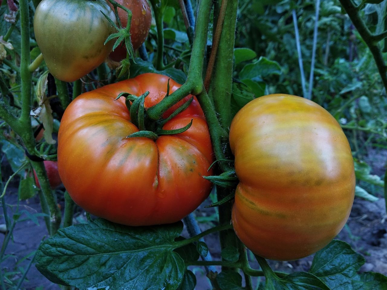 Co zrobić żeby pomidory szybciej dojrzały, fot. Unsplash