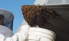 Amerykański myśliwiec uziemiony przez ogromny rój pszczół