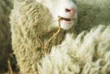 Dolly - sklonowana i wypchana