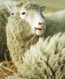 Dolly - sklonowana i wypchana