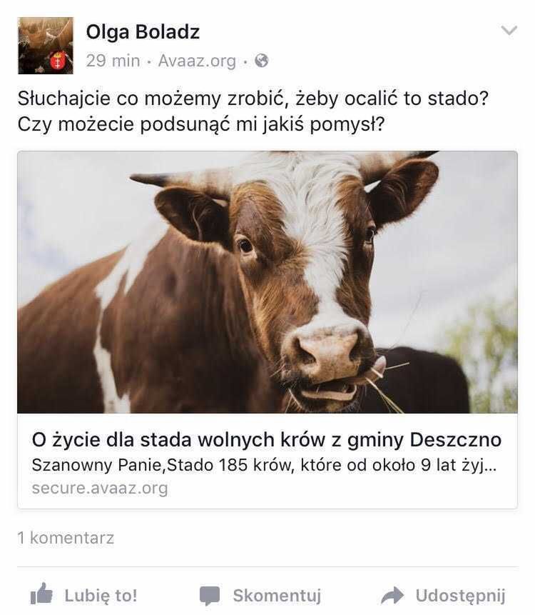 Olga Bołądź - gwiazdy bronią wolnych krów