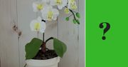 Ten piękny storczyk skrywa w sobie bardzo słodką tajemnicę. W życiu bym na to nie wpadła!