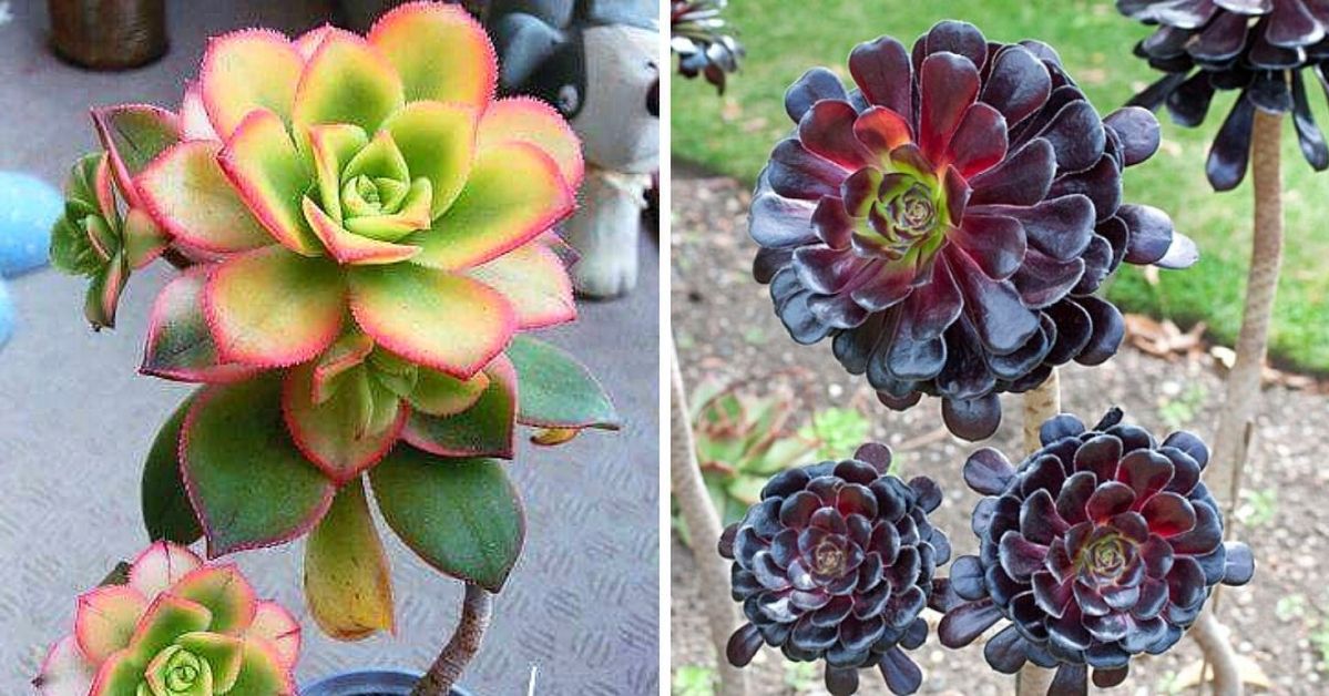 Eonium drzewiaste - barwna róża wśród sukulentów. Roślina doniczkowa z wyjątkowymi liśćmi!