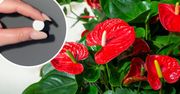 Ta popularna witamina za grosze sprawia, że anturium rośnie jak szalone