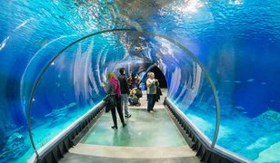 Podwyżki w zoo i parkach rozrywki. Rusza sezon na atrakcje na świeżym powietrzu. 500+ może nie wystarczyć