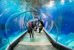 Podwyżki w zoo i parkach rozrywki. Rusza sezon na atrakcje na świeżym powietrzu. 500+ może nie wystarczyć