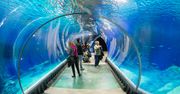 Wrocławskie Afrykarium uznane za zoologiczny cud świata
