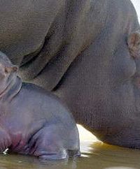 Urodził się pierwszy na Syberii hipopotam