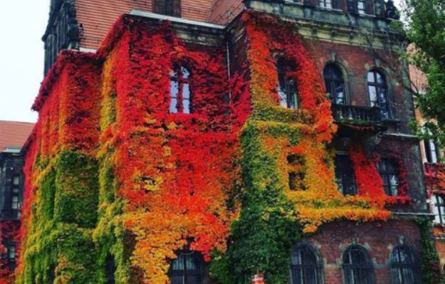 Muzeum Narodowe we Wrocławiu zachwyca internautów na całym świecie