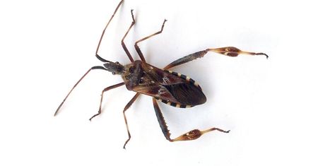 Plaga dotarła do Polski! Wkrótce zaczną wchodzić do domów