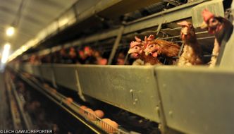 "W Polsce łatwiej założyć przedszkole niż fermę kurczaków". A polskie drobiarstwo i tak kwitnie