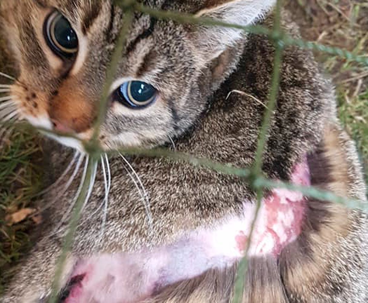 Majka - kotka nadal czeka na adopcję.